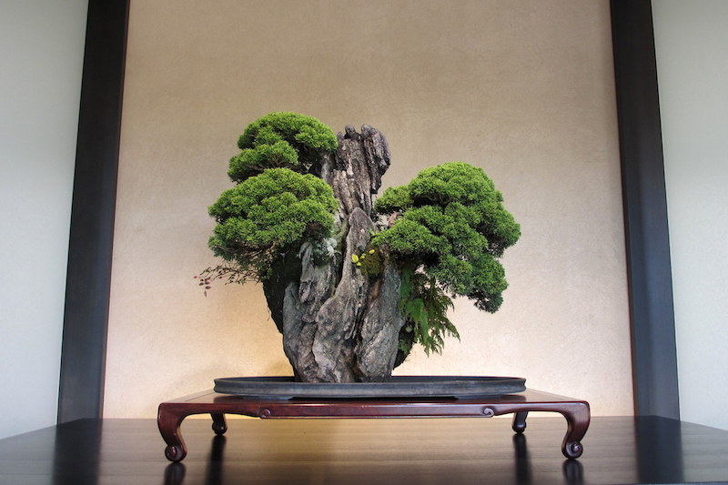 Duas árvores de Bonsai plantadas sobre uma rocha