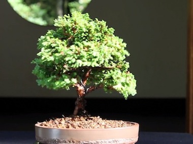 How to grow Bonsai (after)