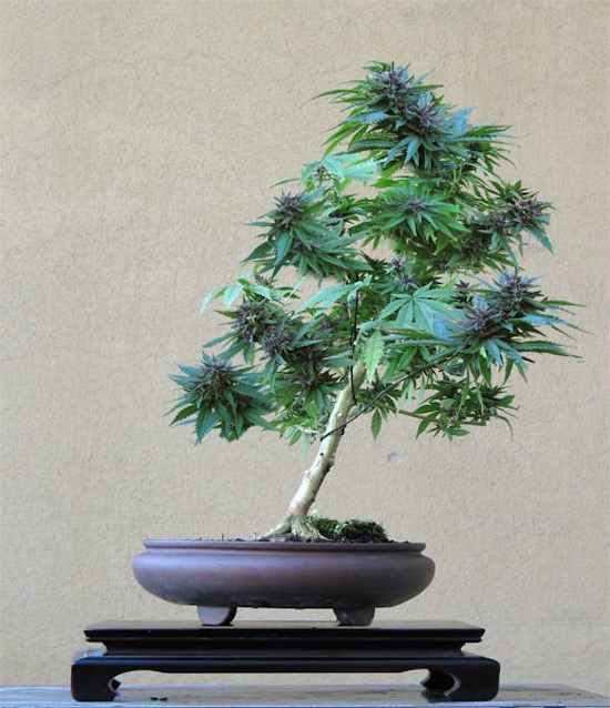 Árvore de bonsai de Cannabis
