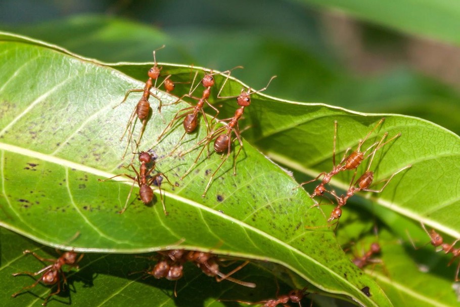Formigas em uma árvore de Bonsai