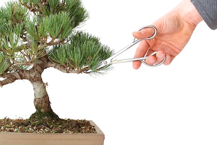 Pinçando um bonsai de forma errada