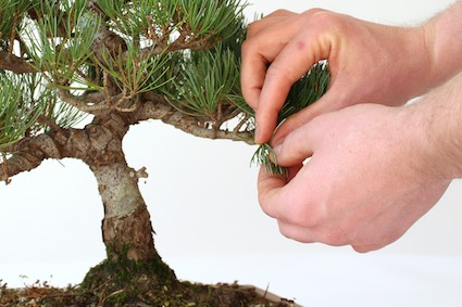 Pinçando um bonsai corretamente