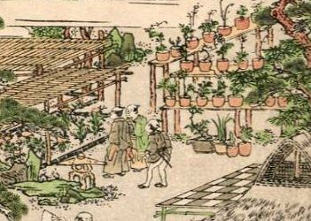 Exposição japonesa de bonsai de Harunobu