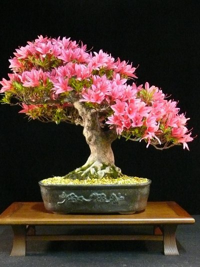 The final result; azalea bonsai