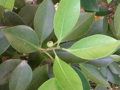 Bonsai de Figueira (Ficus retusa / ginseng)