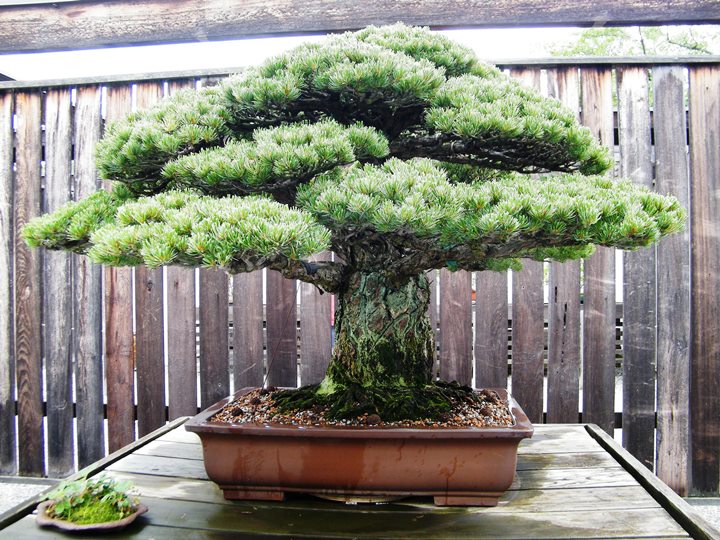 Árvore de bonsai de idade sobreviveu a Hiroshima
