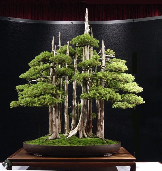 Bonsai Goshin, John Naka