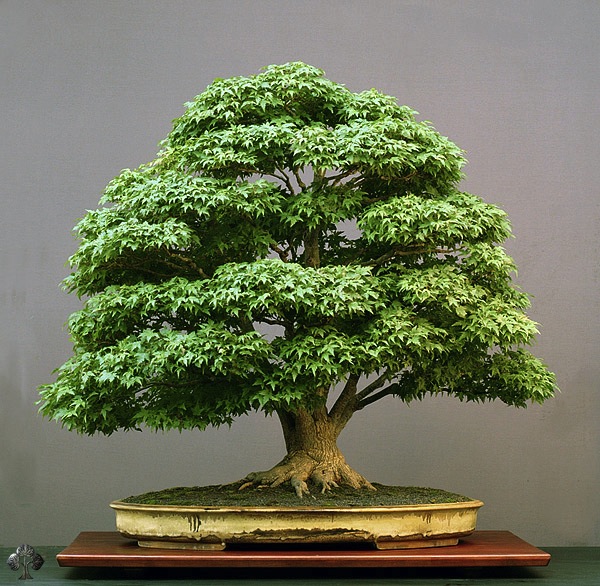 Bonsai de Bordo (Acer palmatum)