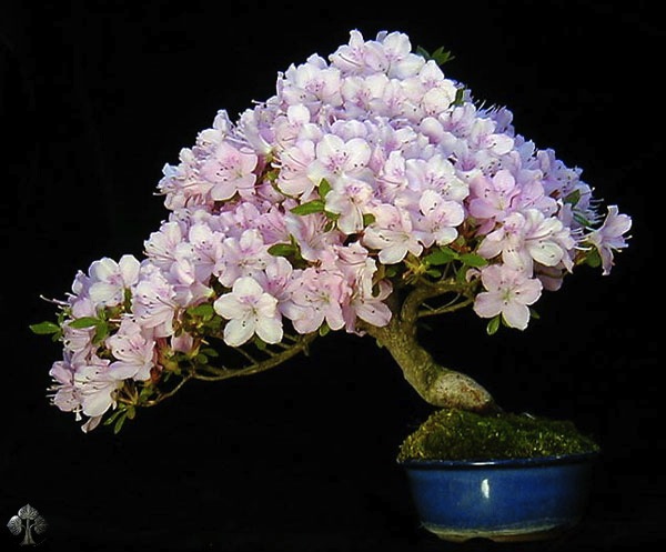 Bonsai em Flor, por Wolfgang Putz