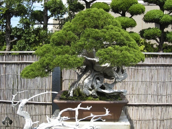 Bonsai mestre Kimura