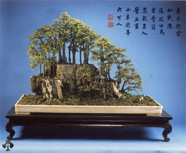 Bonsai de Sageretia theezans (ameixeira do pássaro)