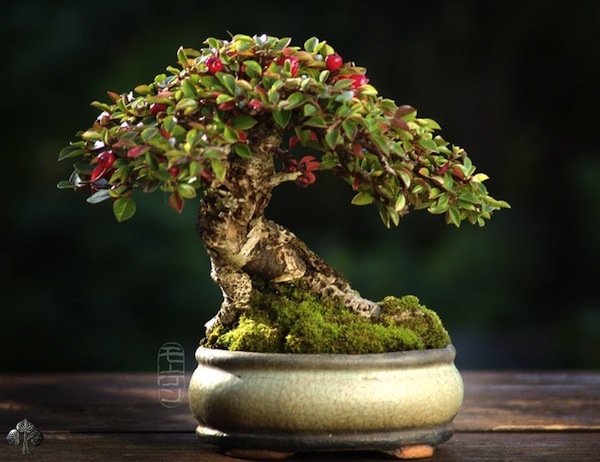 Pequeno Bonsai