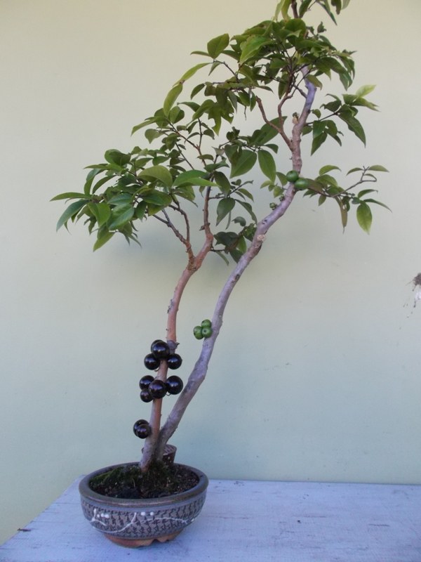 Bonsai de Jabuticabeira