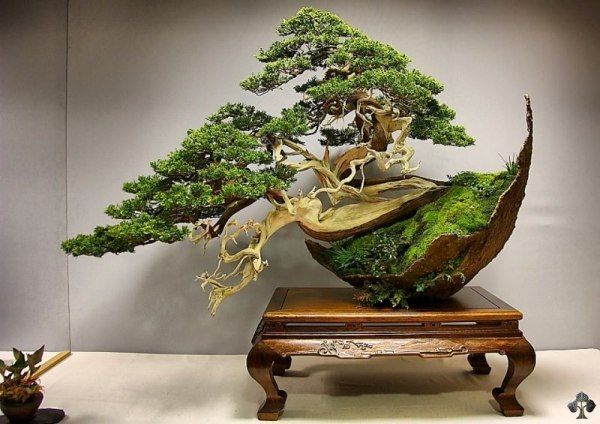 Árvore de Bonsai Junípero