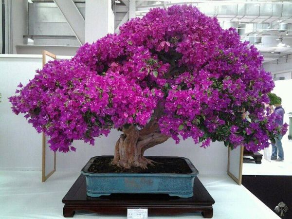 Bougainvillea por Lorna Toledo