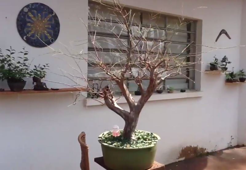 Desfolha bonsai Jabuticabeira