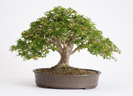 Bonsai Jabuticabeira Myrciaria cauliflora