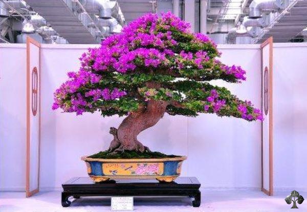 Bonsai de Bougainvillea