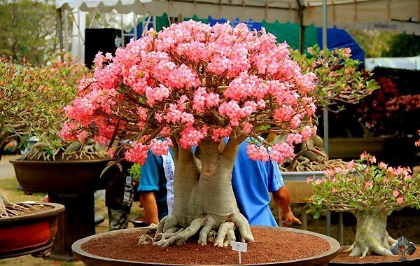 Bonsai de Adenium