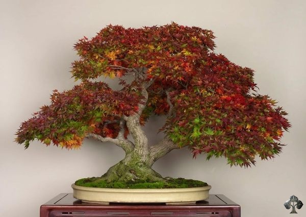 Bonsai de Bordo