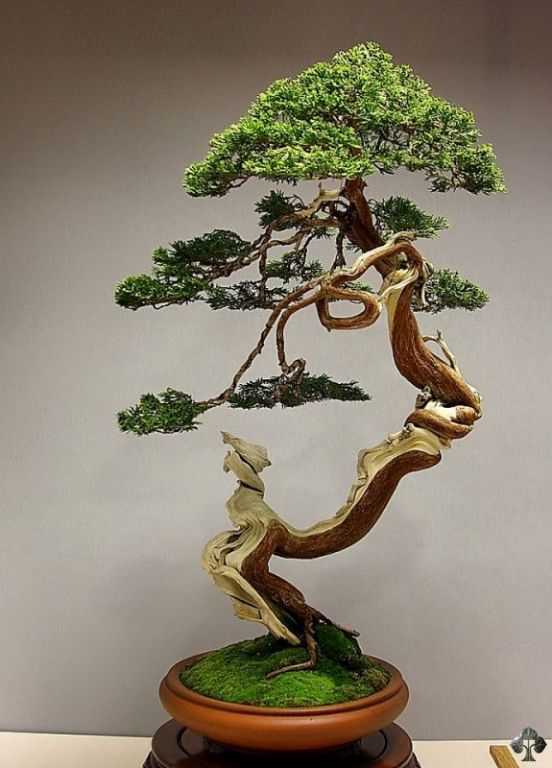 Bonsai de Junípero