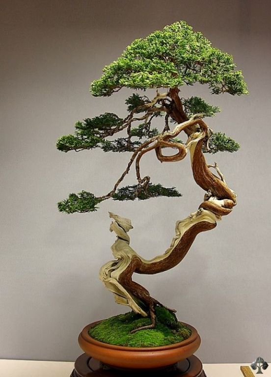 Bonsai de Junípero