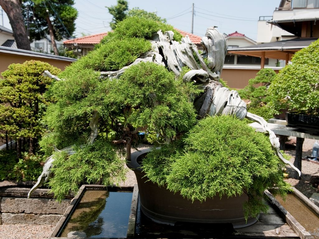 Bonsai de um velho pinheiro