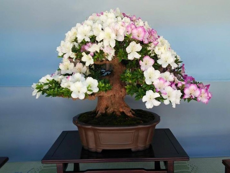 Satsuki Azalea Bonsai festival