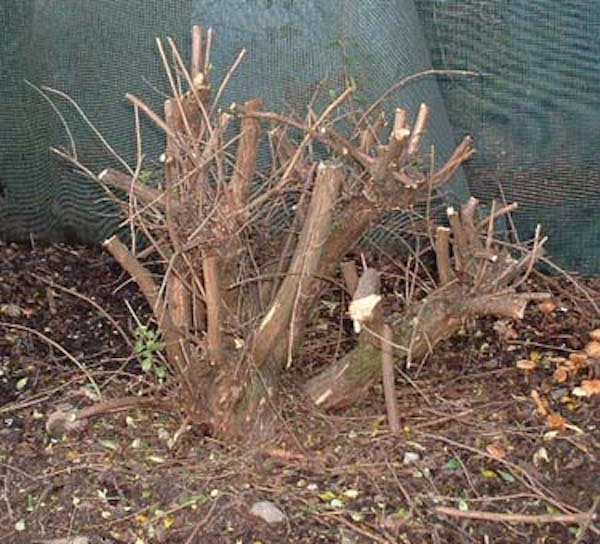 Ian Young bonsai