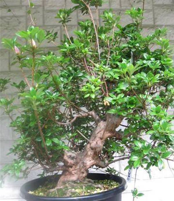 Nik Rozman bonsai