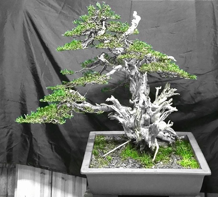 Taxus bonsai