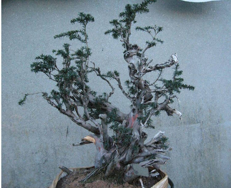 El Tim Bonsai