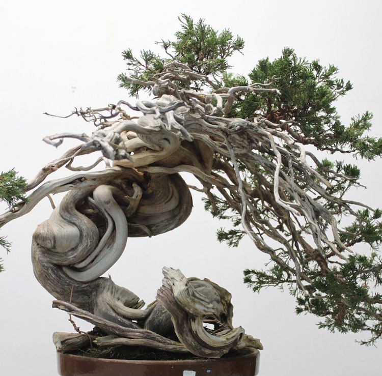 Gabriel Romero bonsai