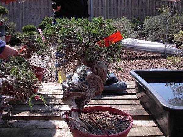 Yannick Kiggen bonsai