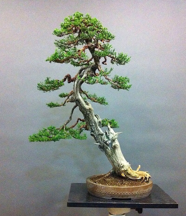 Bonsai by Bruno Proietti Tocca