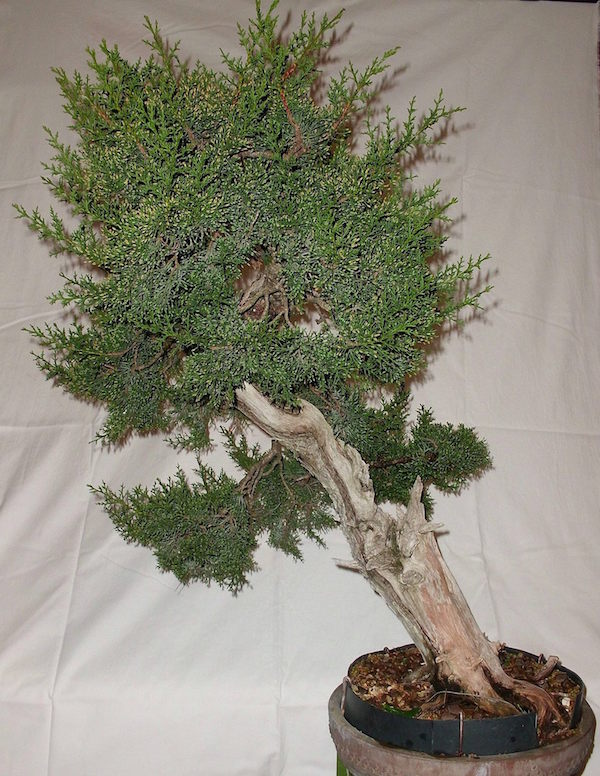 Cupressus Sempervirens