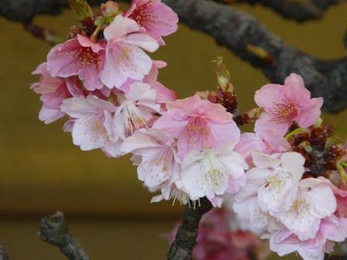 closeup of cherry blossom on bonsai