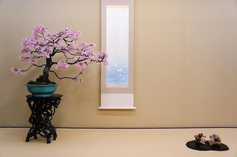 Bonsai cherry tree in full bloom