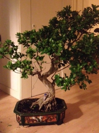 Ficus