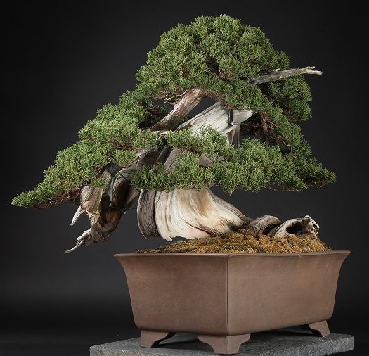 Bonsai caro