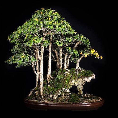 Floresta de Bonsai de Buxifolio