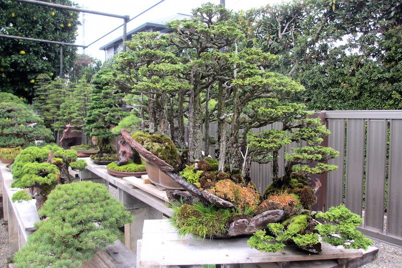 Kimura's Bonsai forest