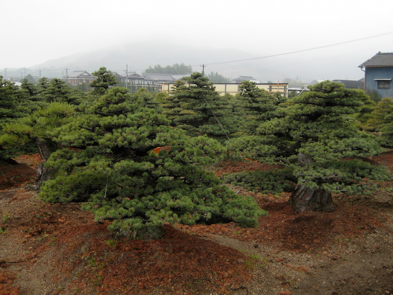 Garden bonsai in the fields