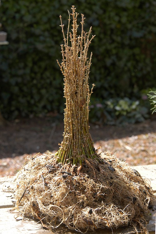 Bonsai de fusão de troncos