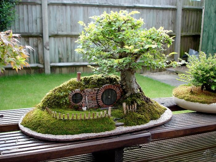 Árvore de bonsai Bolsão