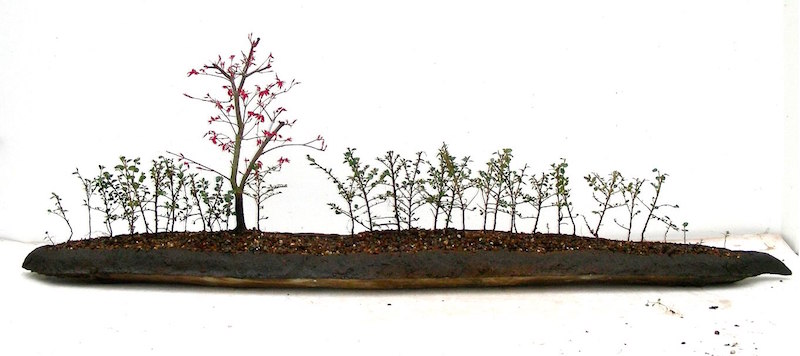 Landscape Bonsai with hedges