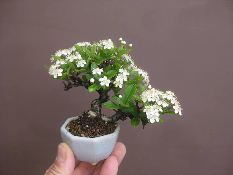 Pyracantha Mini Bonsai