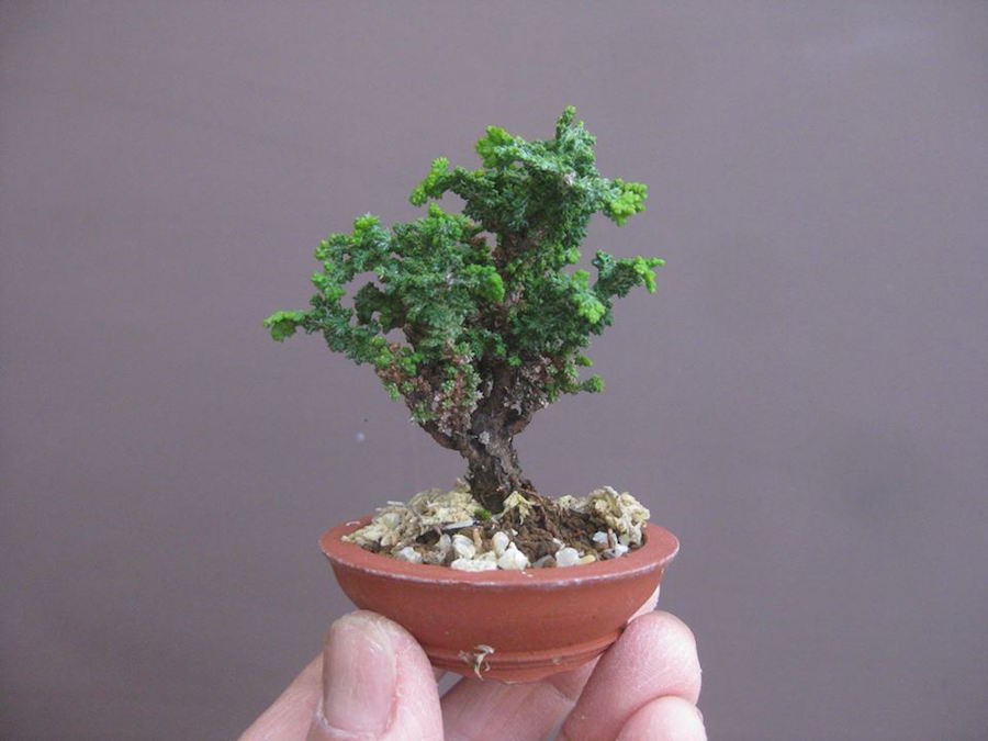 Hinoki Mame Bonsai