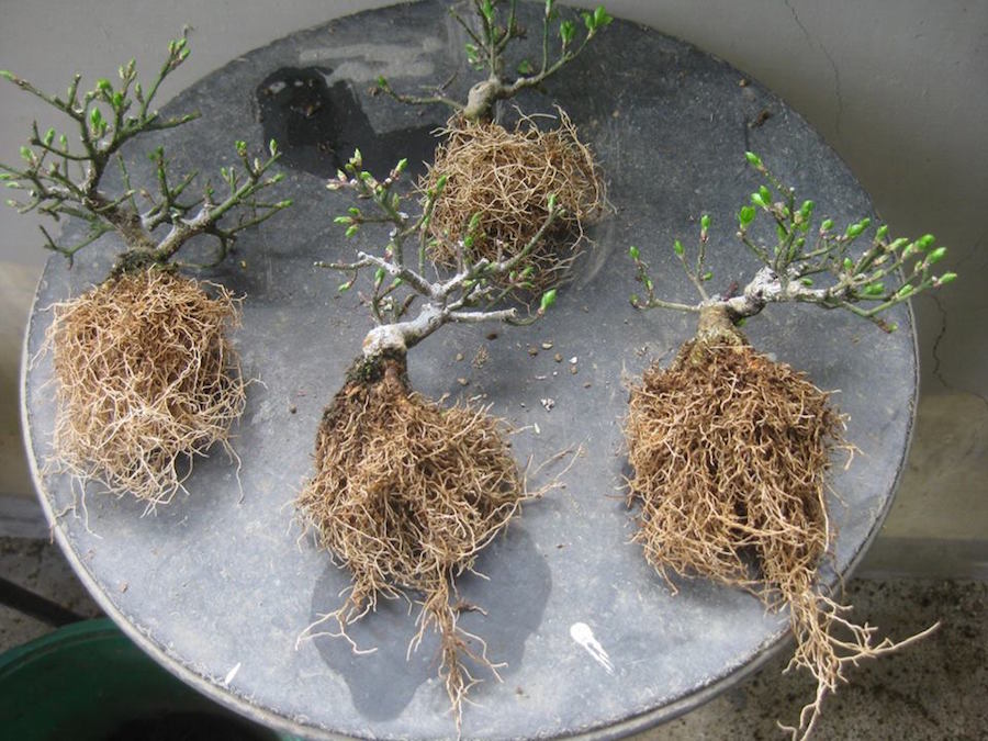 Komayumi Bonsai