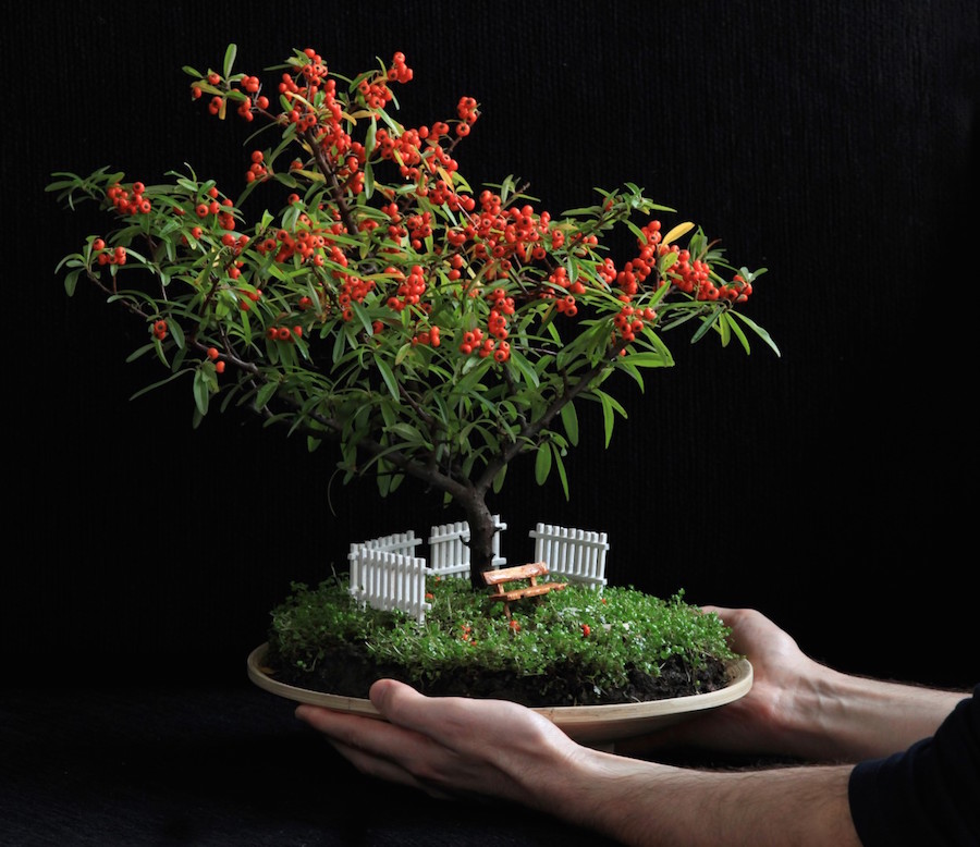 Bonsai tree with fruits